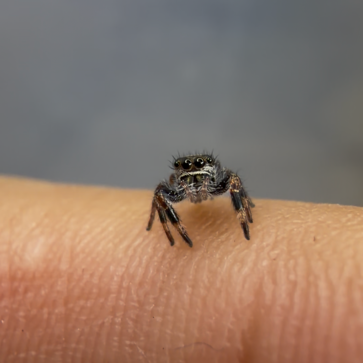 Regal Jumping Spider (Phidippus regius) - 1/16-1/8 in