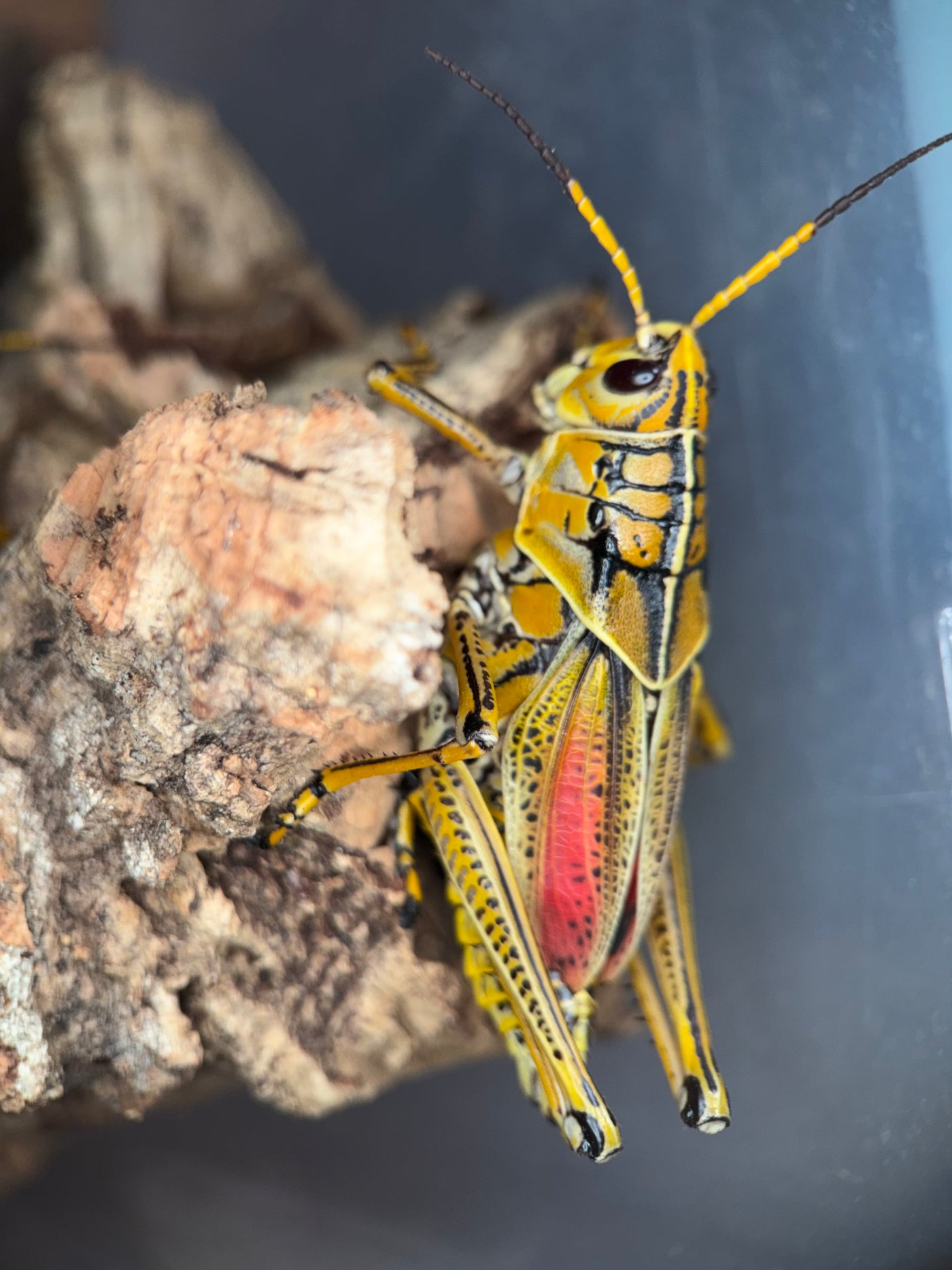 Eastern Lubber Grasshopper (Romalea microptera) - 2.5-3.5 in