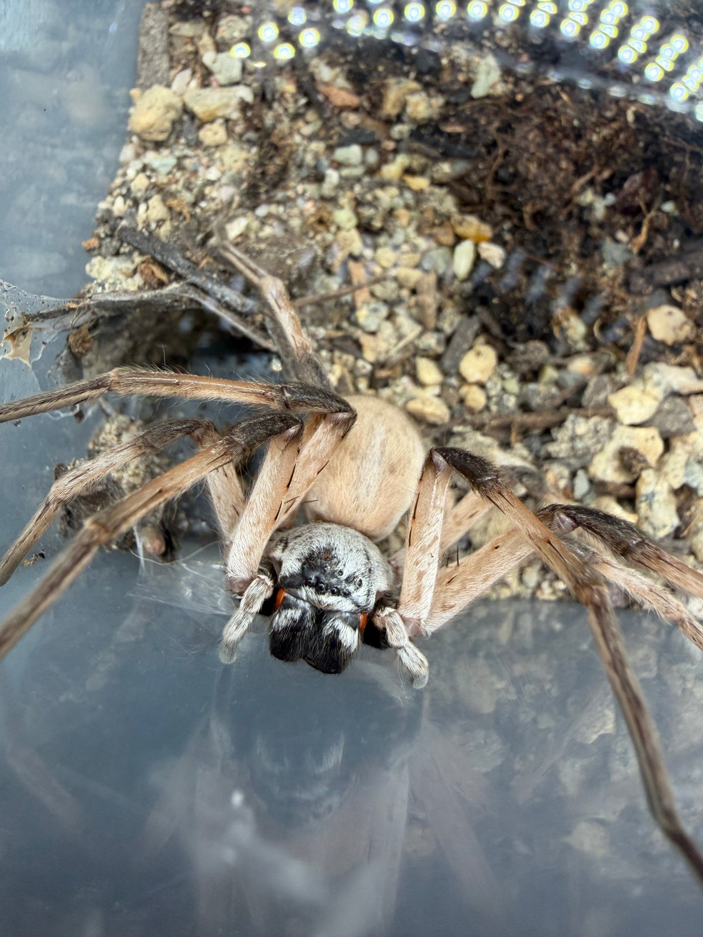 White Desert Huntsman Spider (Cerbalus aravaensis) - 2-3 in