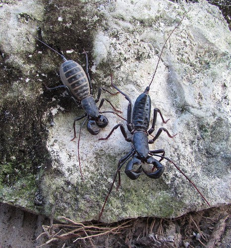 Florida Giant Vinegaroon (Mastigoproctus giganteus). Photo credit: Sam Floyd, via Flickr.