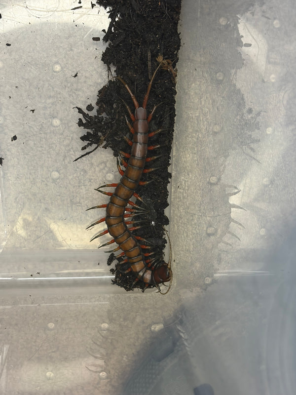 Celebes Rainbow Centipede (Scolopendra subspinipes) - 6-8 in