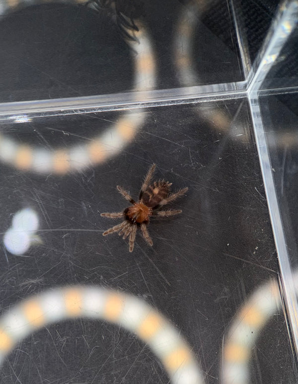 Guatemalan Tiger Rump Tarantula, Davus pentaloris