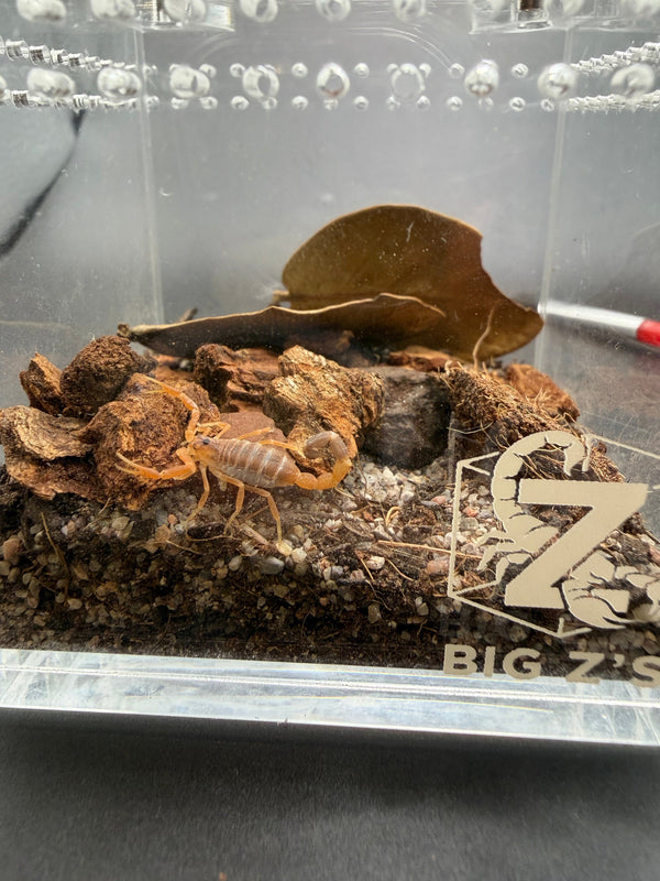 Black-Tipped Thicktail Scorpion (Parabuthus maximus)