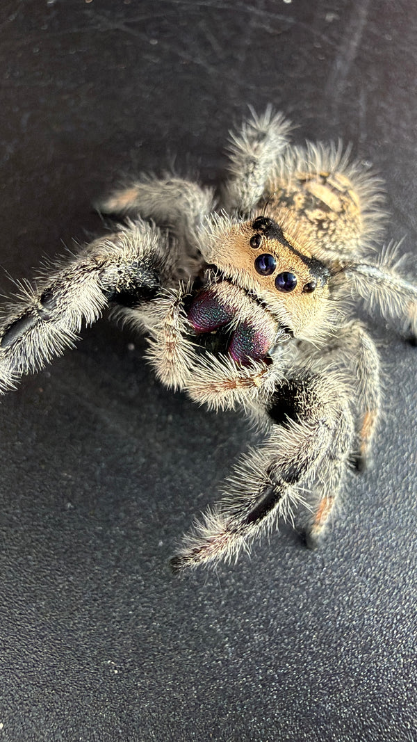 Regal Jumping Spider (Phidippus regius)
