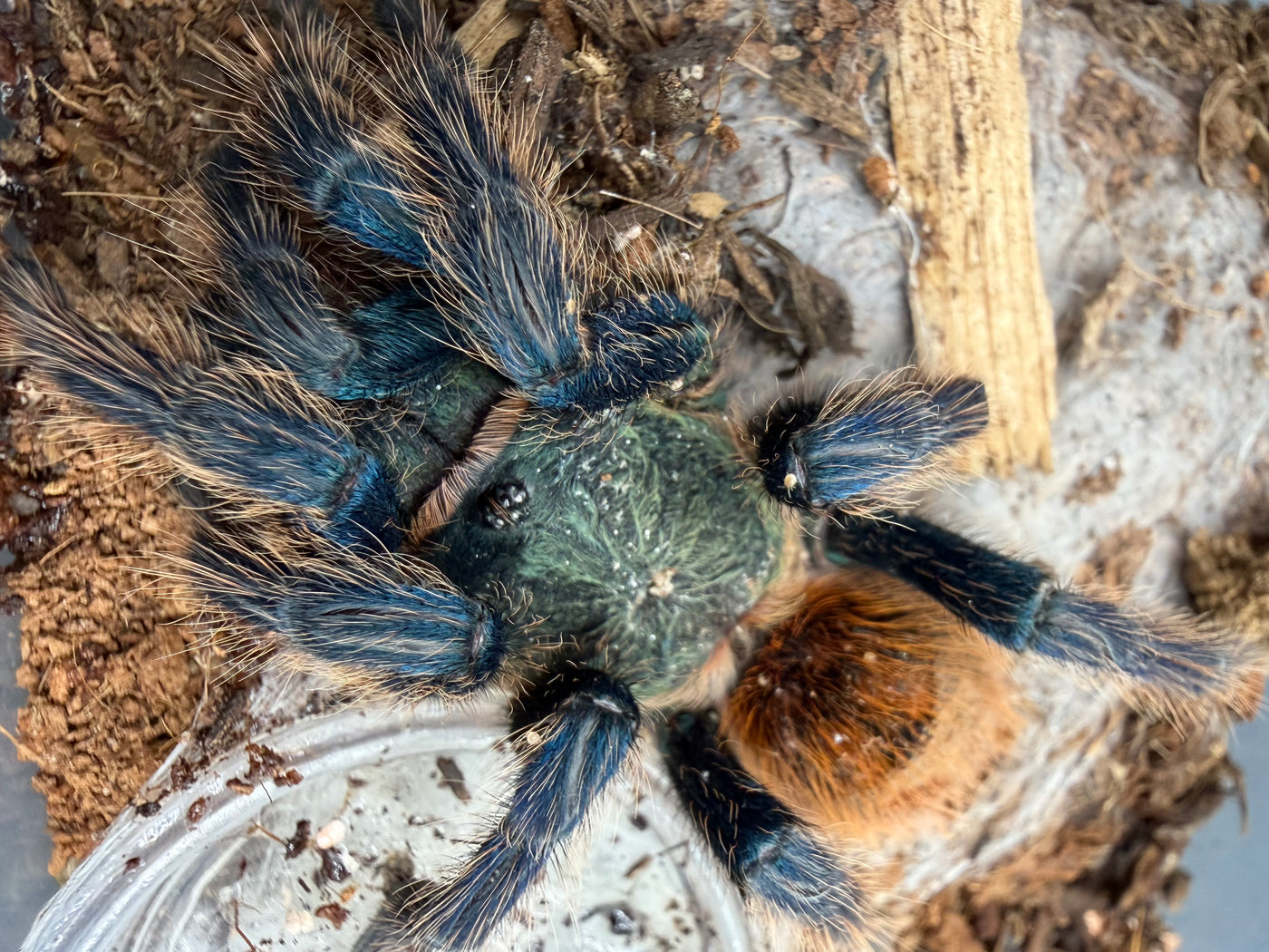 Green Bottle Blue Tarantula (Chromatopelma cyaneopubescens)