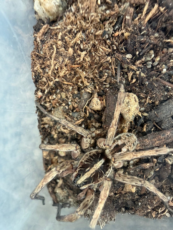 Pine Giant Wolf Spider, Hogna sp. 'Pine Giant'