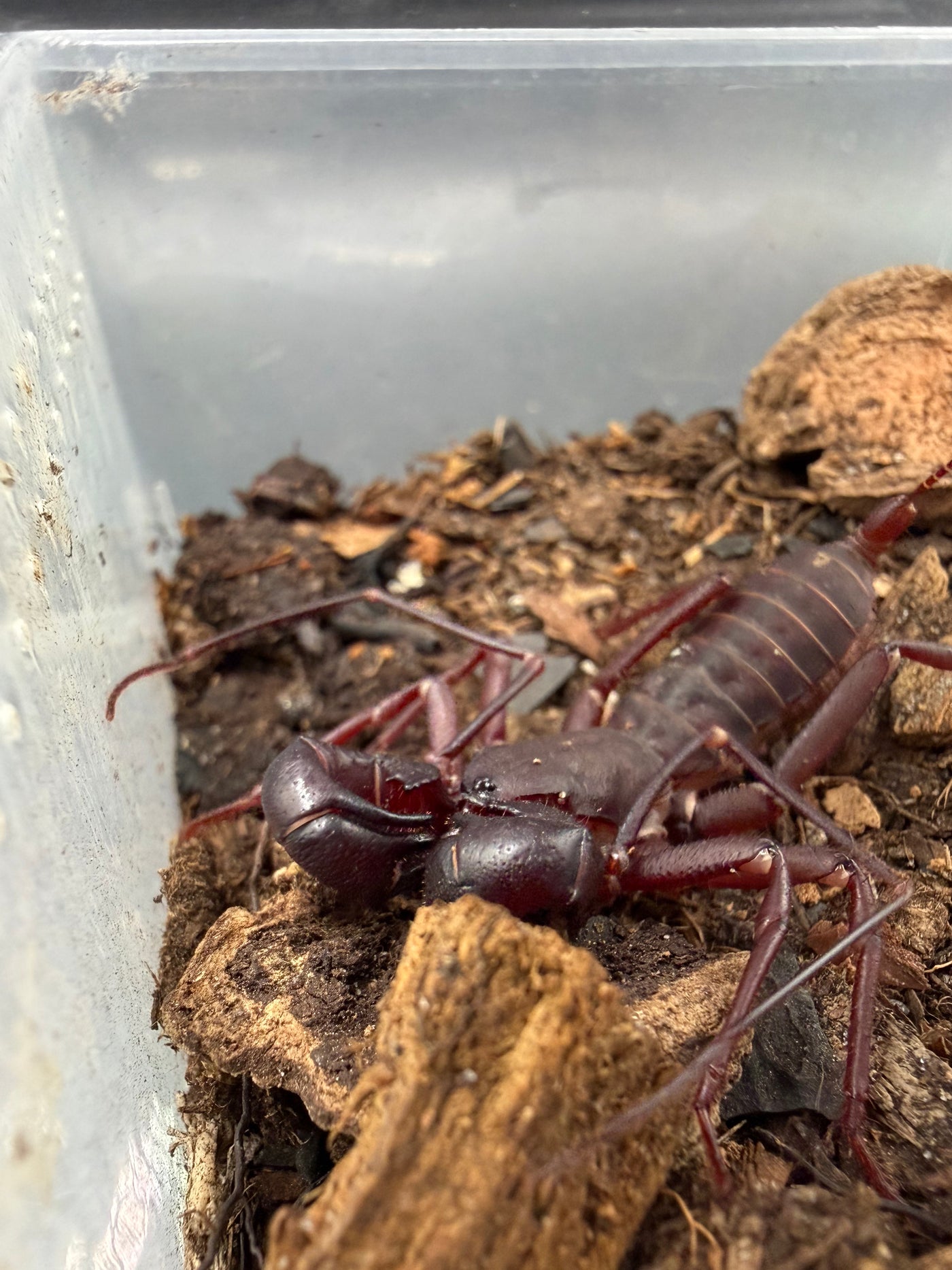 Vietnamese Vinegaroon (Thelyphonus sp.) - 1-2 in