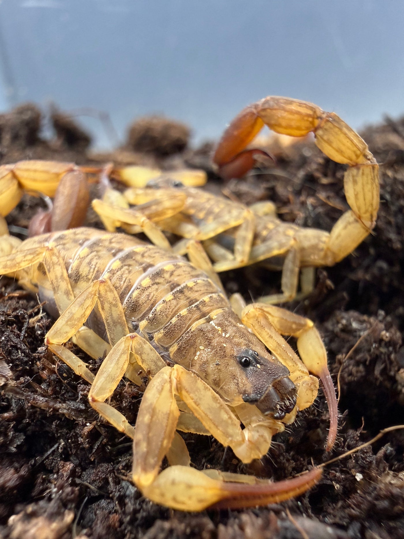 Chinese Swimming Scorpion (Lychas mucronatus) - 1-2 in