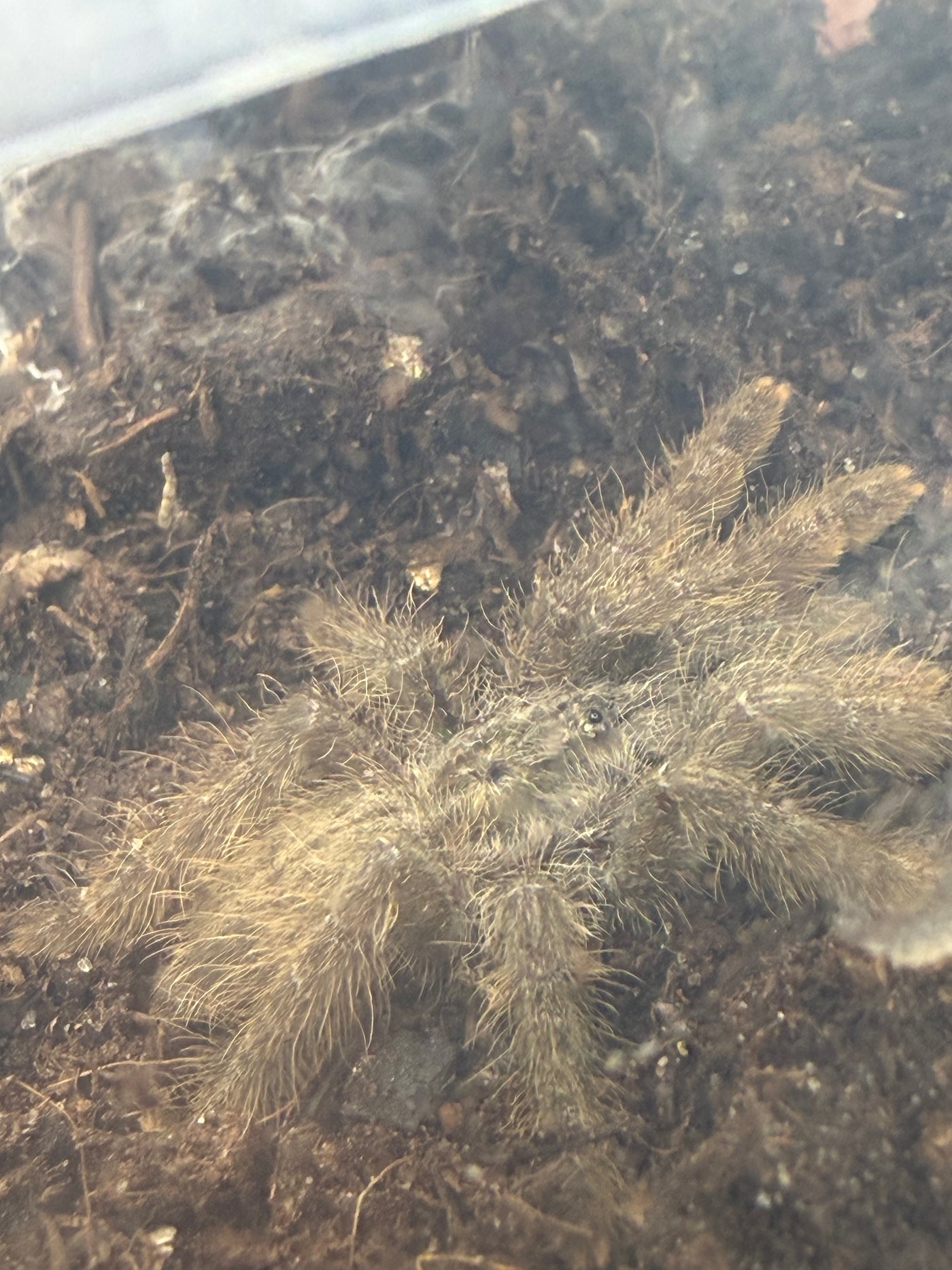 Ornamental Baboon Tarantula (Heteroscodra maculata) - 1-3 in