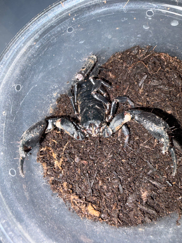 Asian Forest Scorpion (Heterometrus spinifer) - 4-5 in