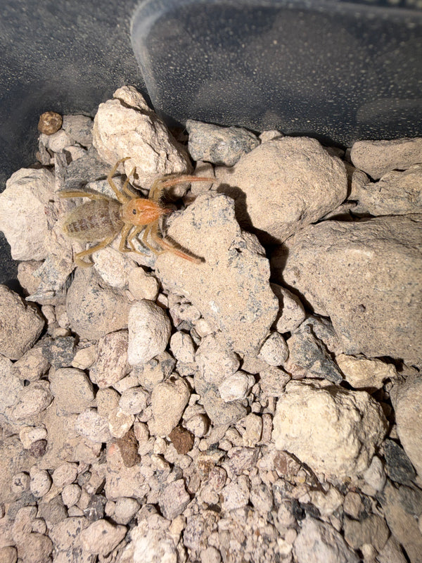 Fuzzy Camel Spider (Paragaleodes sp.)