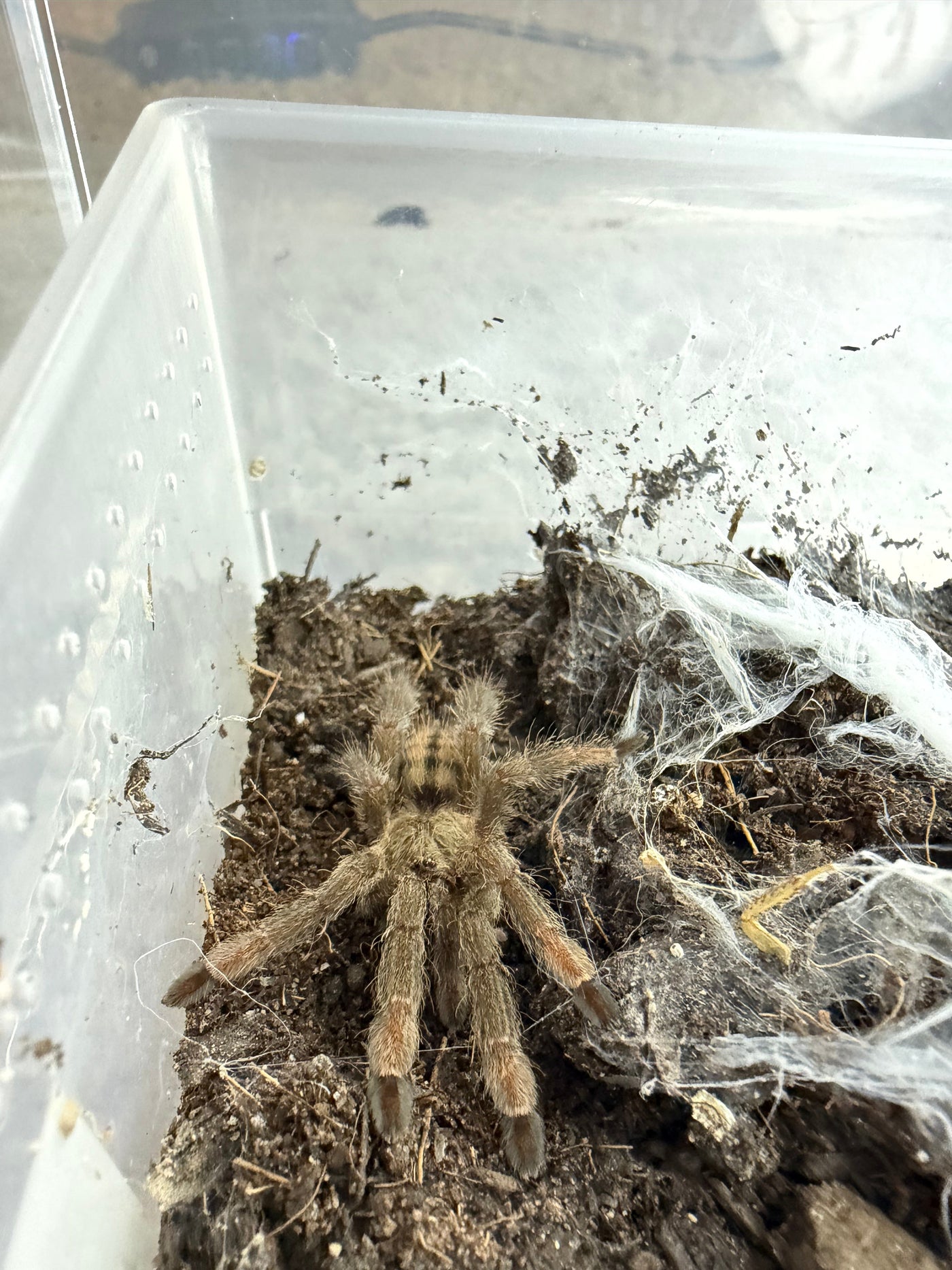 Trinidad Chevron Tarantula, Psalmopoeus cambridgei