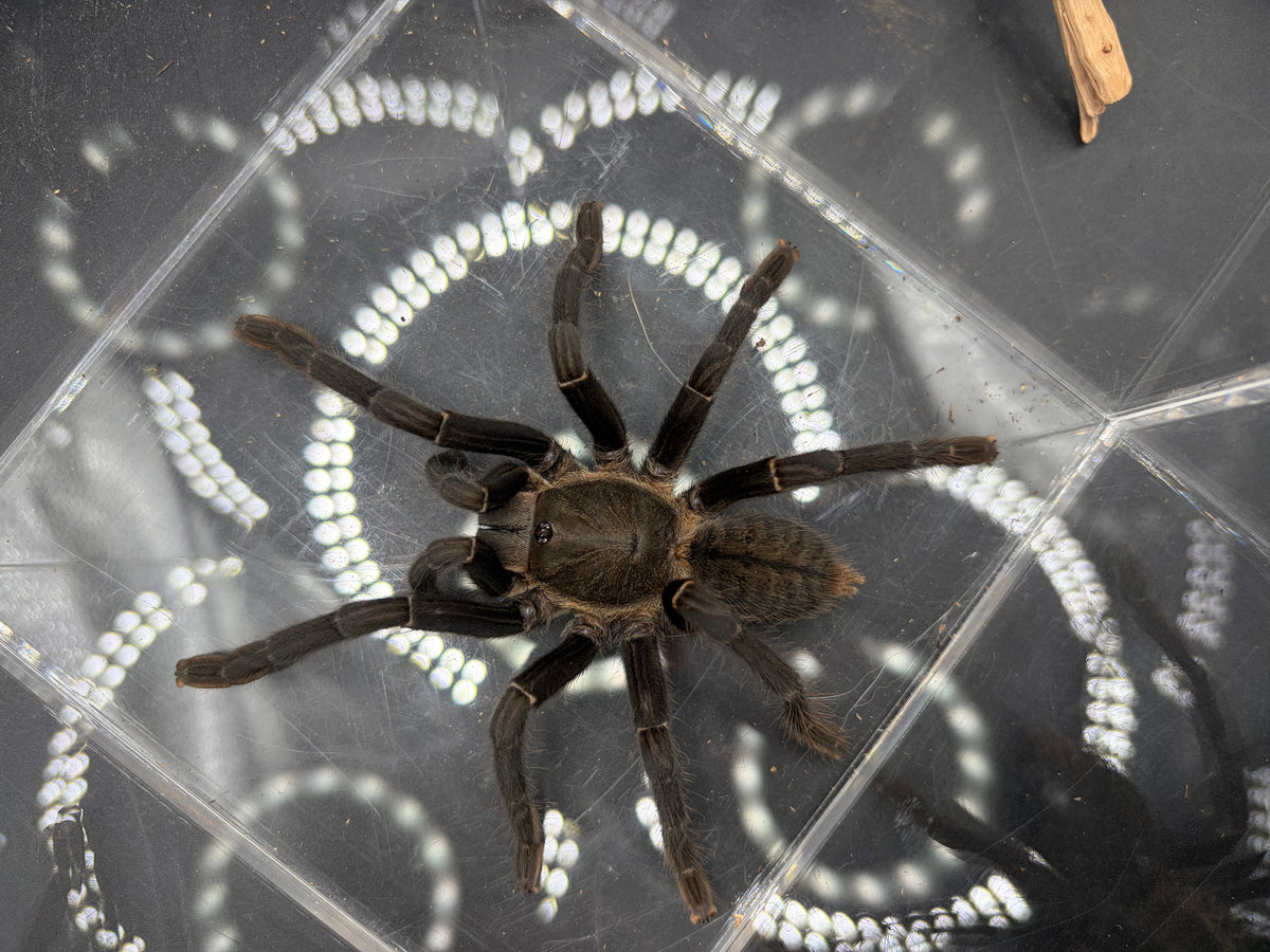 Thai Silver Earth Tiger Tarantula, Ornithoctonus costalis