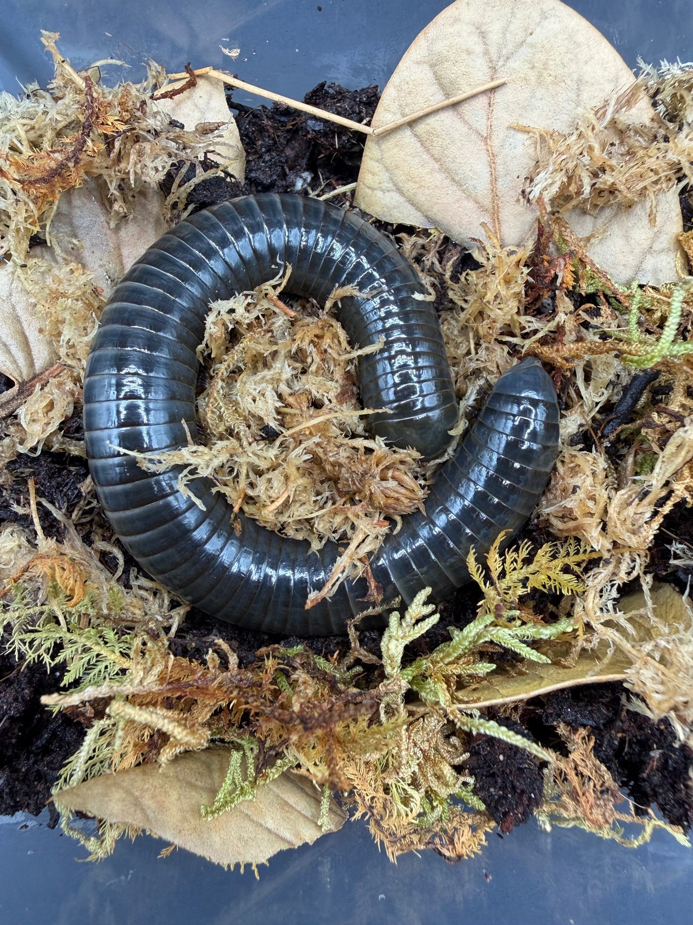 Philippine Blue Giant Millipede (Acladocricus sp.)