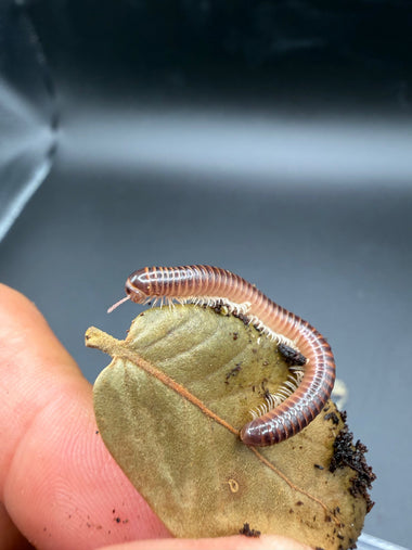 Hothouse White Leg Millipede (Leptogoniulus sorornus)