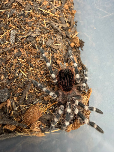 Brazilian White Knee Tarantula (Acanthoscurria geniculata)