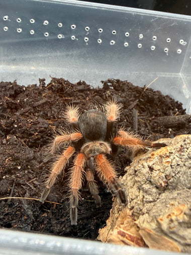 Mexican Fire Leg Tarantula (Brachypelma boehmei)