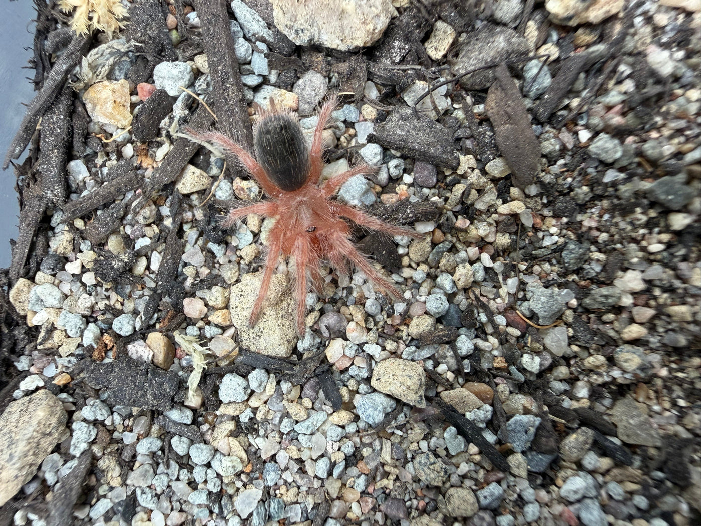 Chilean Rose Hair 'Red' Tarantula (Grammostola rosea RCF)