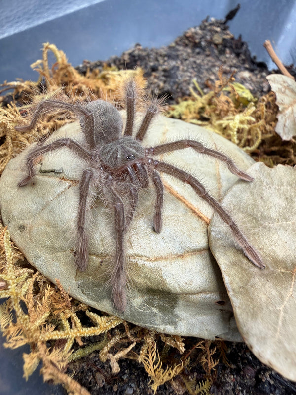 Goliath Birdeater Tarantula (Theraphosa blondi)