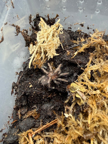 Guatemalan Tiger Rump Tarantula (Davus pentaloris)