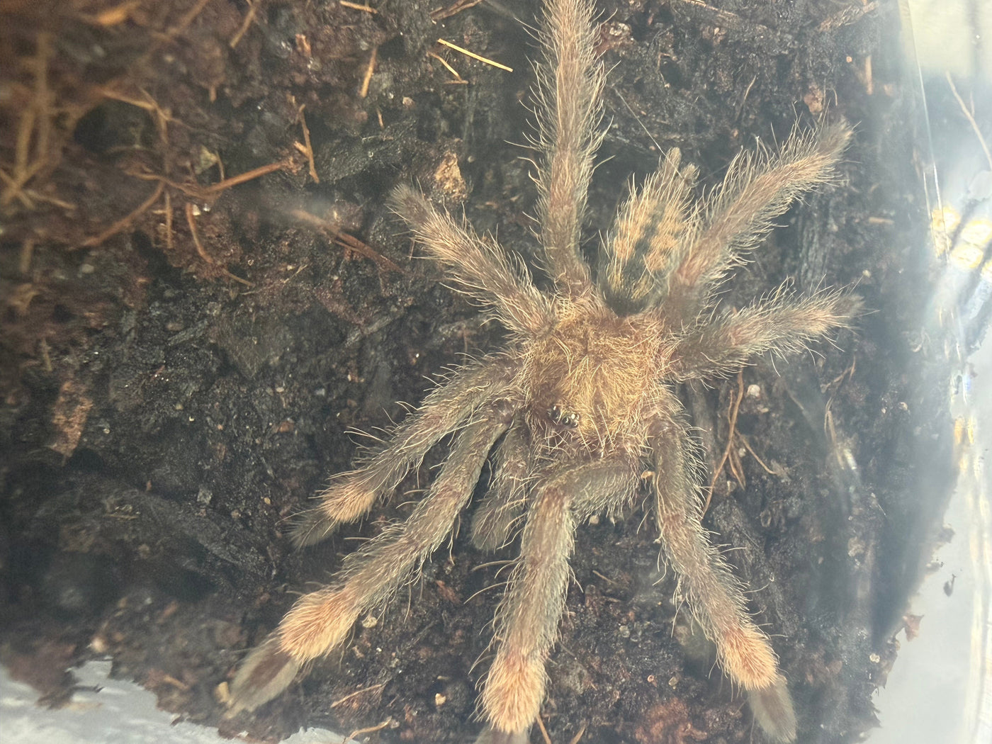 Trinidad Chevron Tarantula (Psalmopoeus cambridgei)