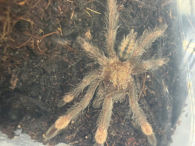 Trinidad Chevron Tarantula (Psalmopoeus cambridgei)
