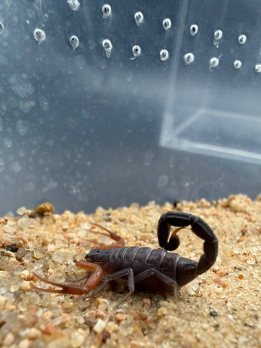 Madagascan Black Scorpion (Teruelius grandidieri)
