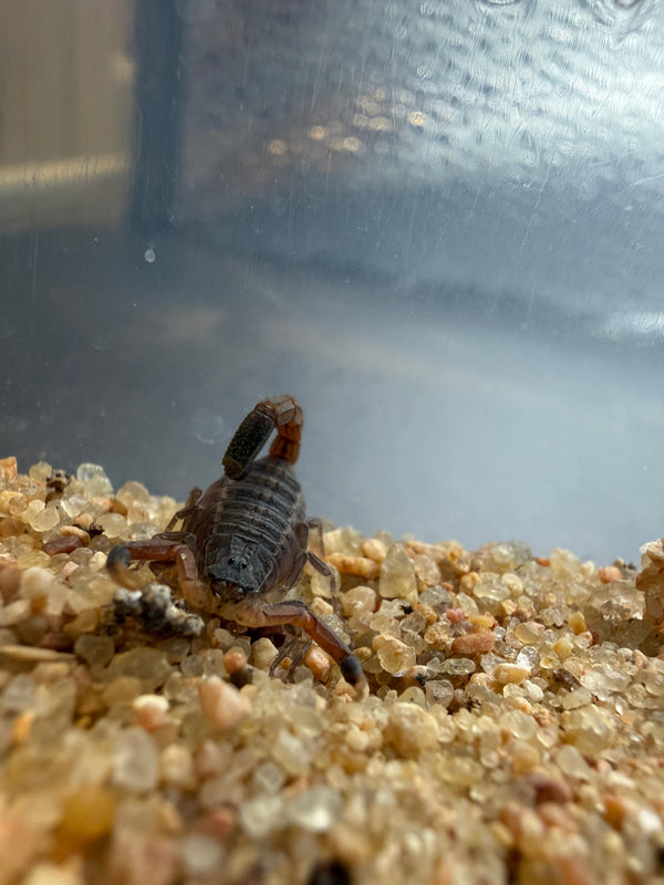 Cape Verde Alligator Back Scorpion (Hottentotta caboverdensis)