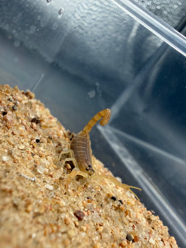 Pakistan Red Scorpion (Hottentotta flavidulus)