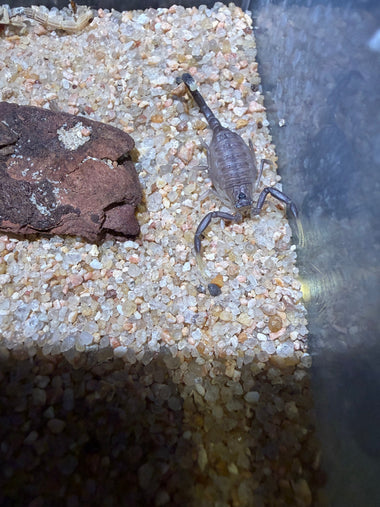 Black Deathstalker Scorpion (Leiurus jordanensis)