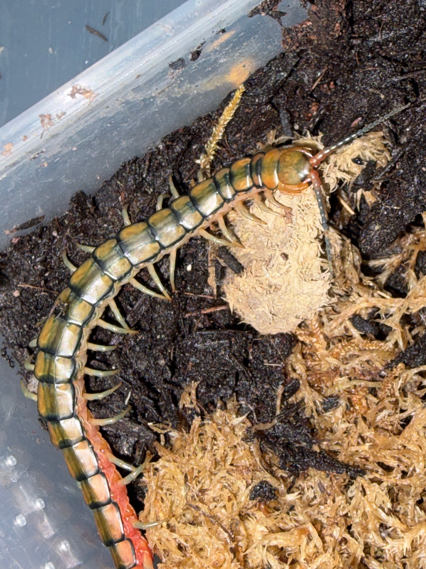 Egyptian Rainbow Centipede (Scolopendra cingulata)