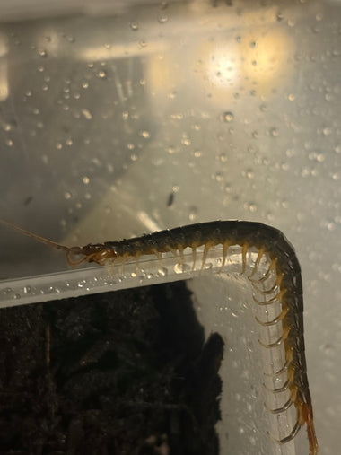 Redtail Olive Centipede (Rhysida longipes)