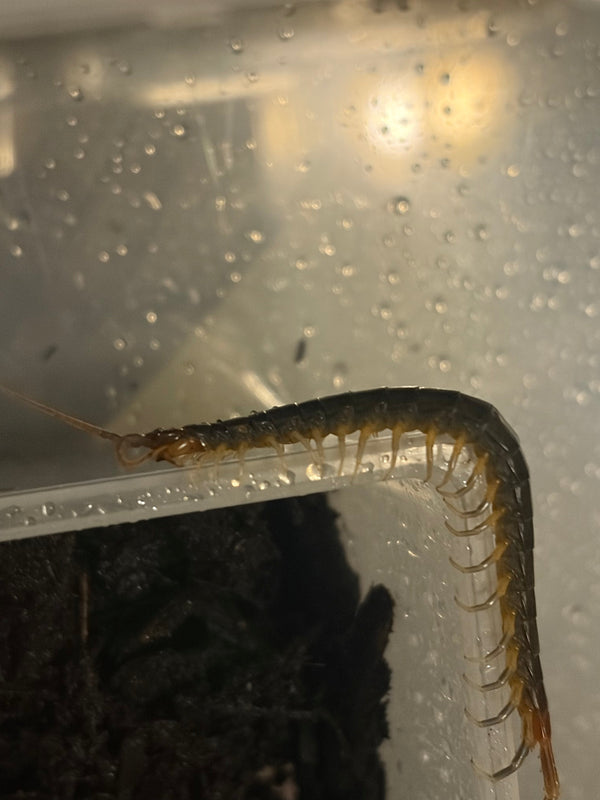 Redtail Olive Centipede (Rhysida longipes)