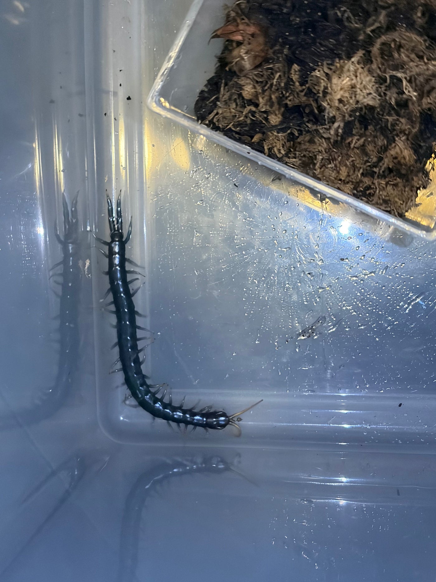 Borneo Blue Centipede (Ethmostigmus sp. 'Borneo Blue')