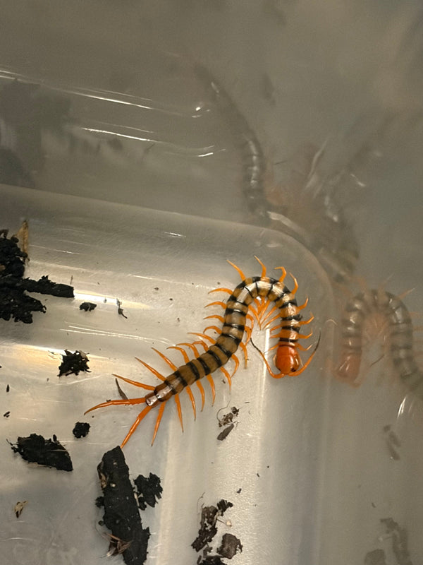 Chinese Beauty Centipede (Scolopendra multidens 'Red')