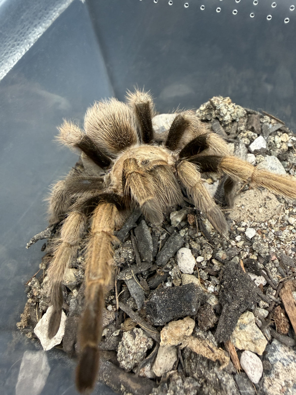 Arizona Blonde Tarantula (Aphonopelma chalcodes) on a mound of gravel and bark, one front leg stretched out