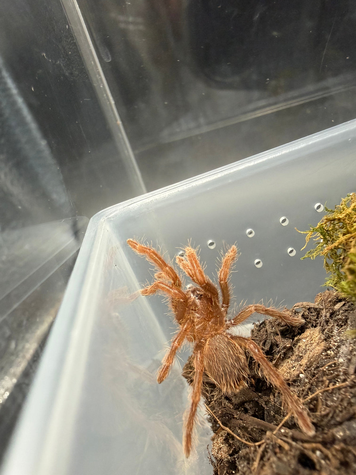 King Baboon Tarantula (Pelinobius muticus) live specimen