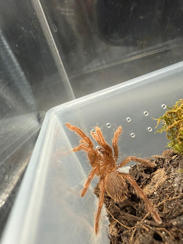 King Baboon Tarantula (Pelinobius muticus) live specimen