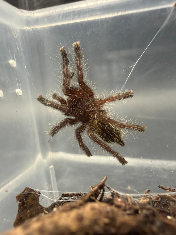 Gold & Orange Baboon Tarantula (Pterinochilus murinus DCF 'Kigoma') live specimen