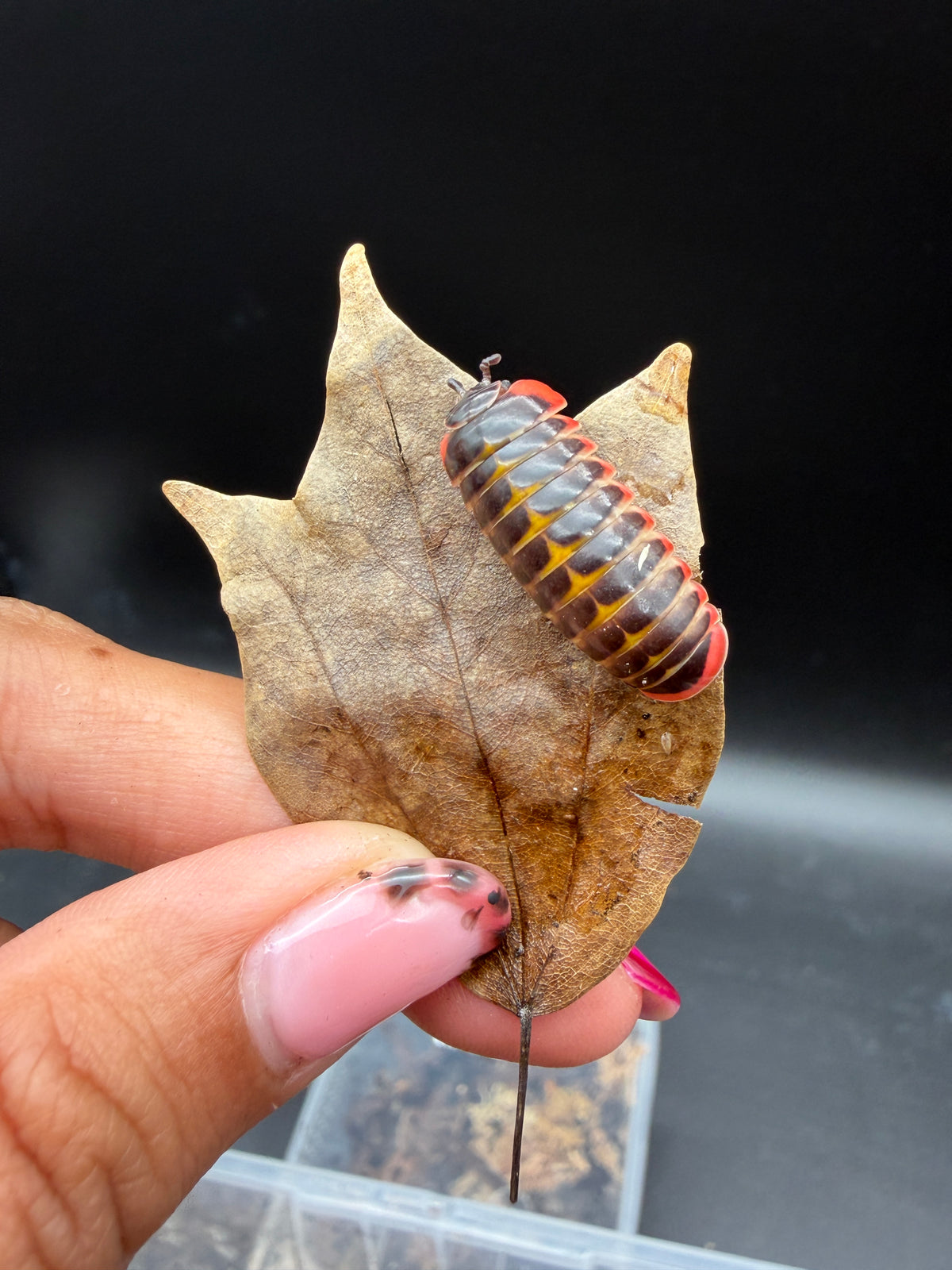 Candy Pill Millipede (Rhopalomeris carnifex), top view on a dry leaf