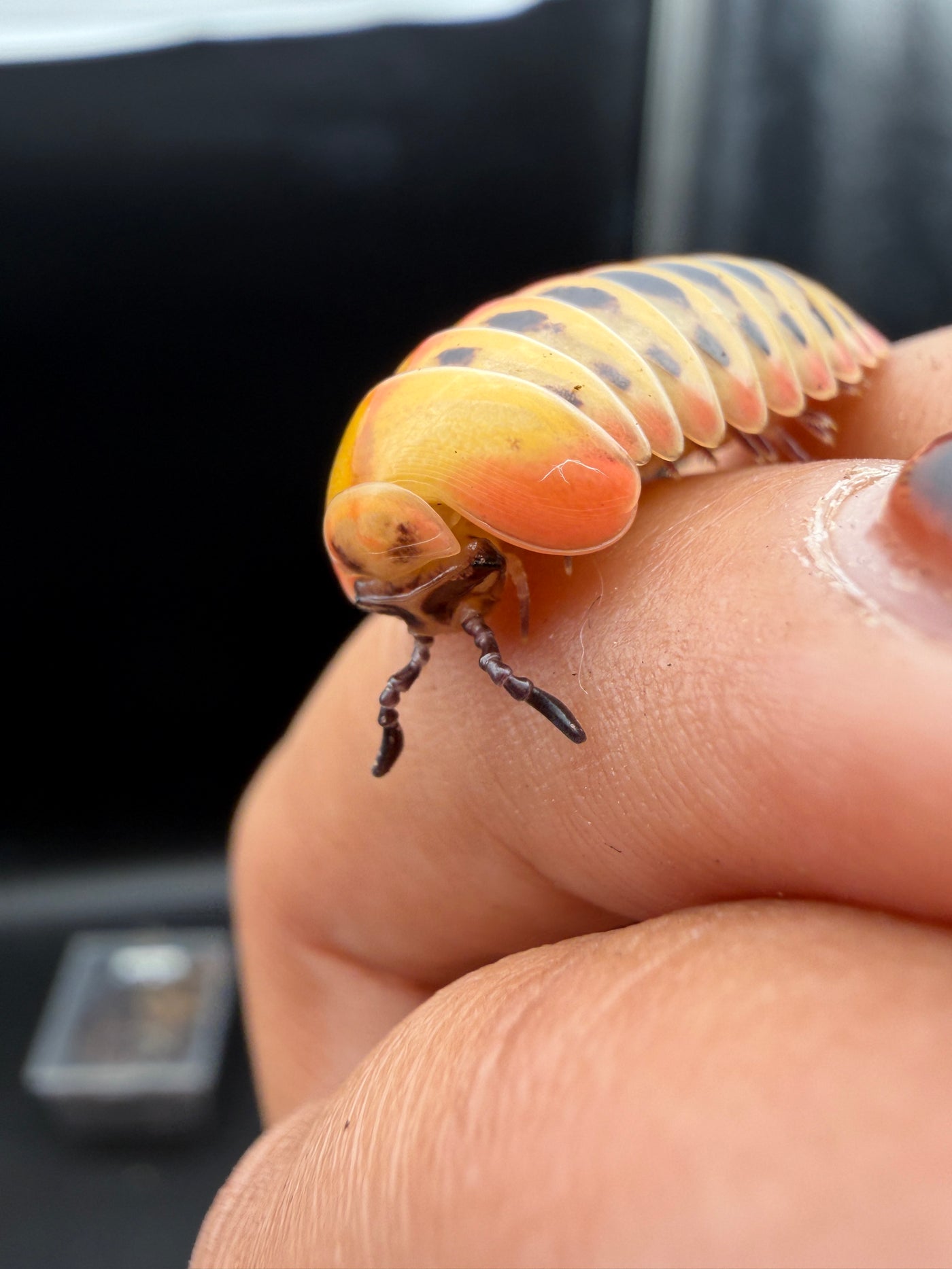 Candy Corn Pill Millipede (Rhopalomeris carnifex), close-up of its head and orange side plates