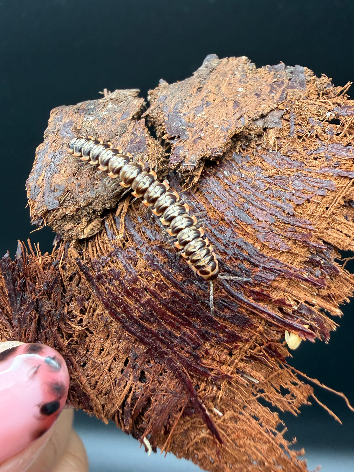 Orange and White Dragon Millipede (Orthomorpha sp.), curved body with pale bands on bark