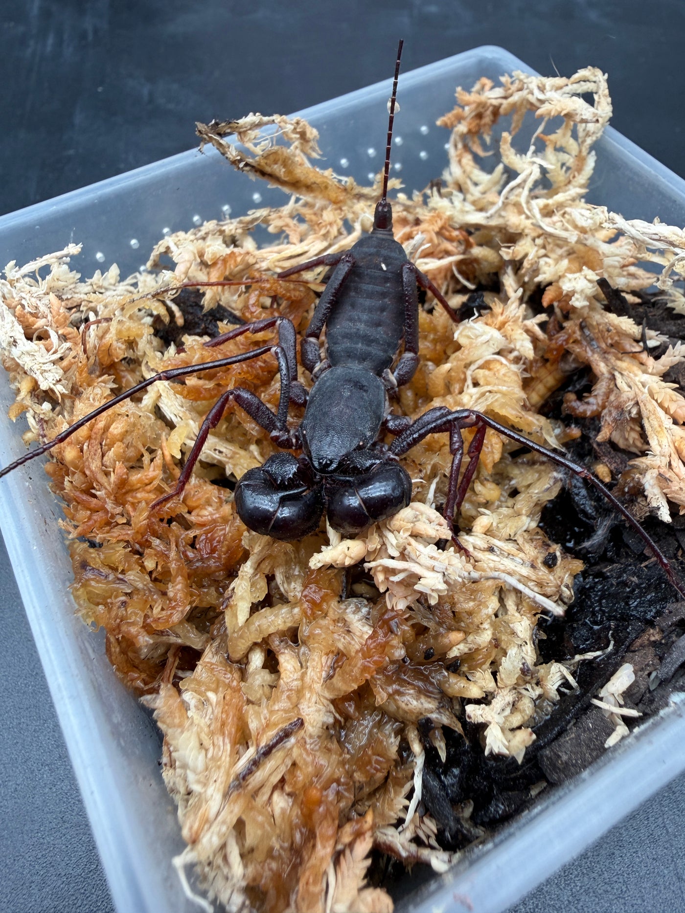 Thai Vinegaroon (Thelyphonus sp.)