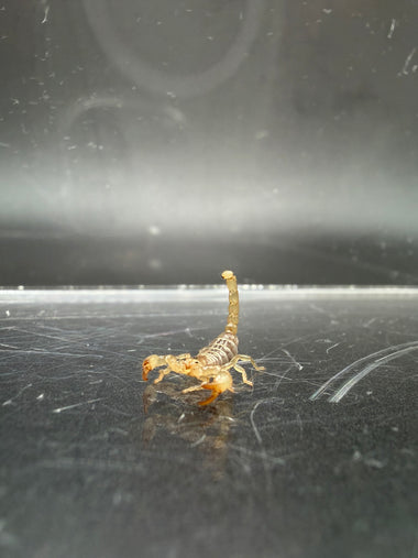 Ruby Rock Scorpion (Diplocentrus spitzeri)