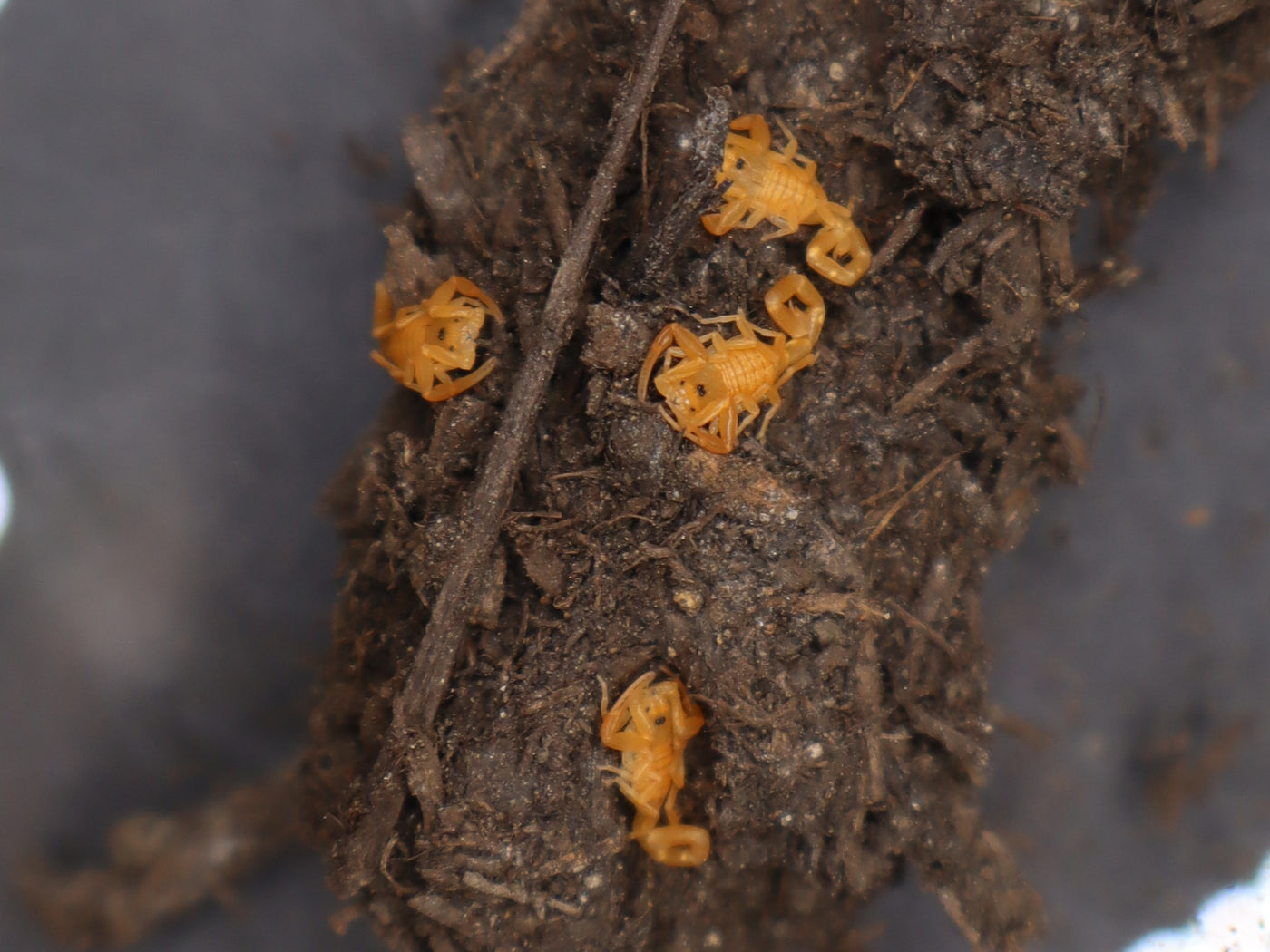 Arizona Bark Scorpion (Centruroides sculpturatus)
