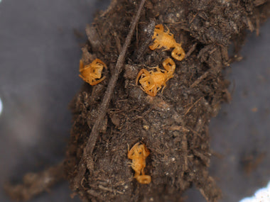 Arizona Bark Scorpion (Centruroides sculpturatus)
