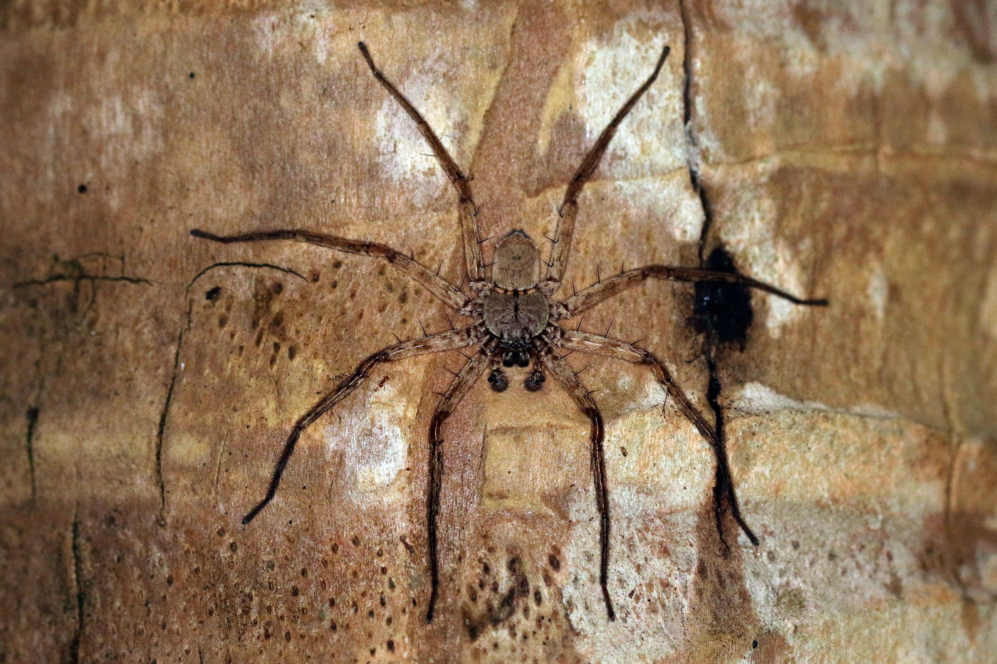 Selenopid Crab Spider, Selenops actophilus