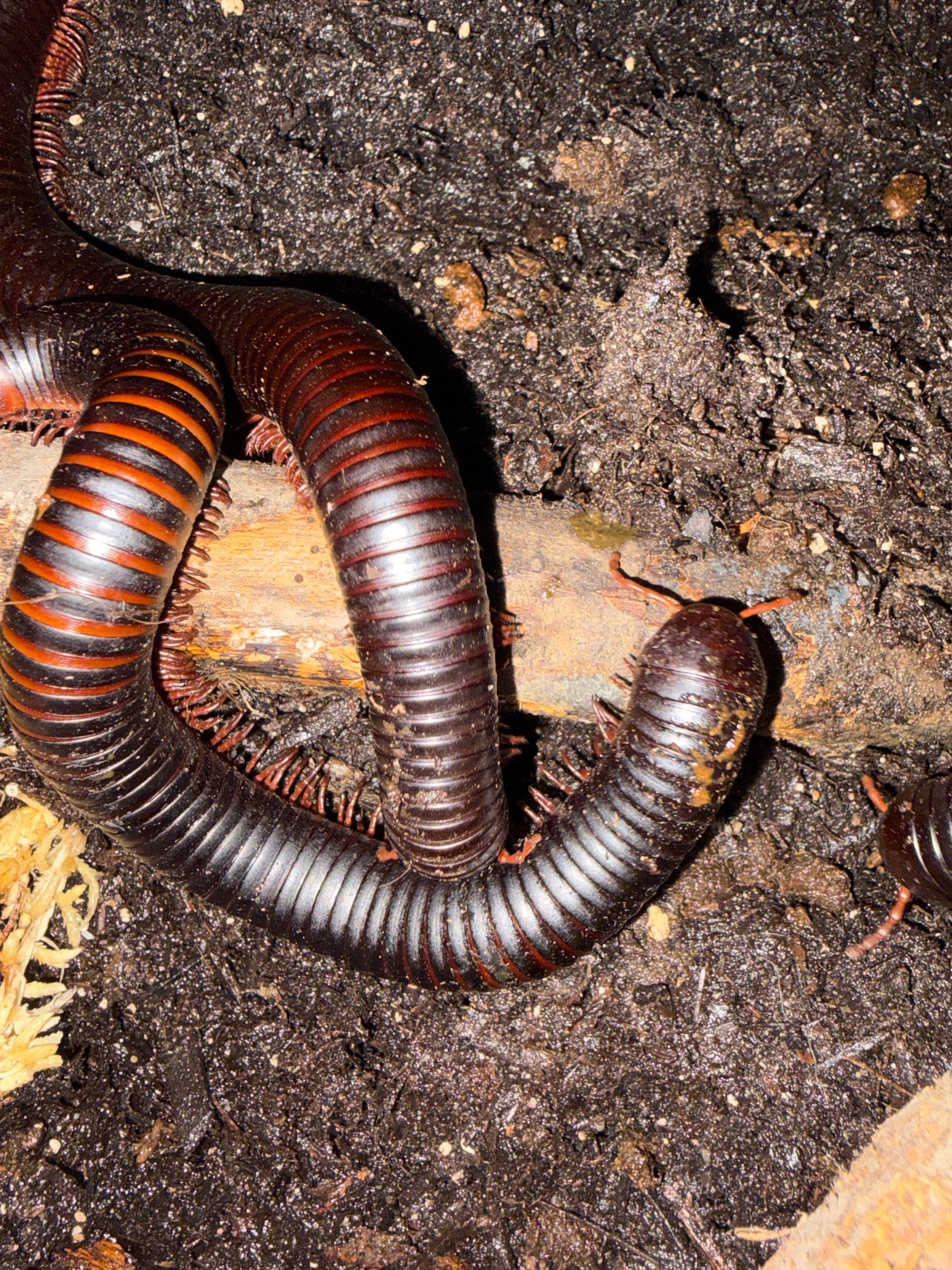 African Giant Millipede (Archispirostreptus gigas) sexed pair together on rotting hardwood