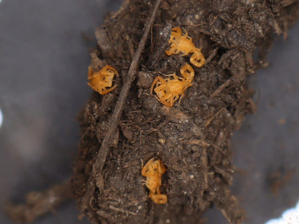 Arizona Bark Scorpion, Centruroides sculpturatus