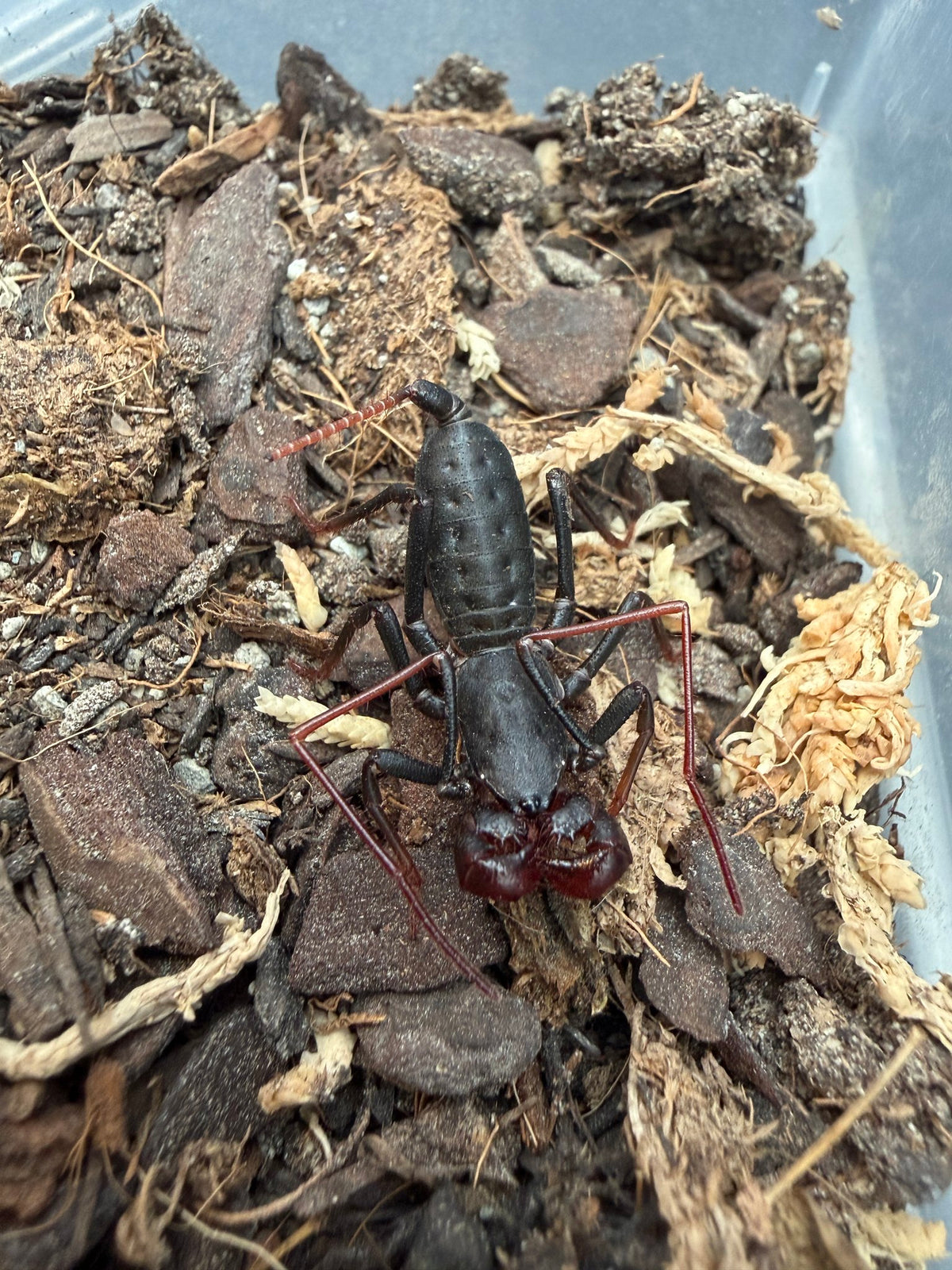 Arizona Vinegaroon (Mastigoproctus tohono) Size TBD